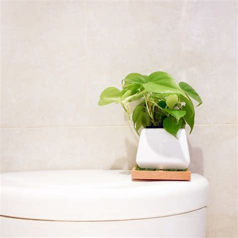 放在廁所的植物 什麼花適合放室內
